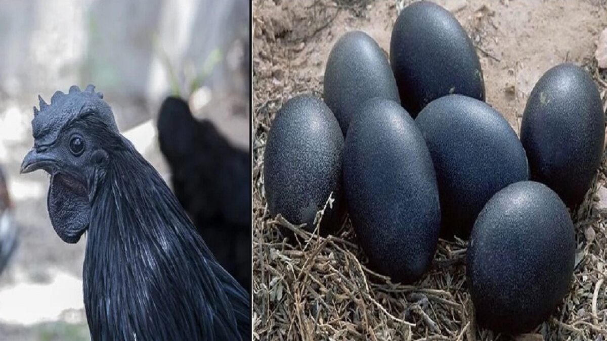 kadaknath chicken farming