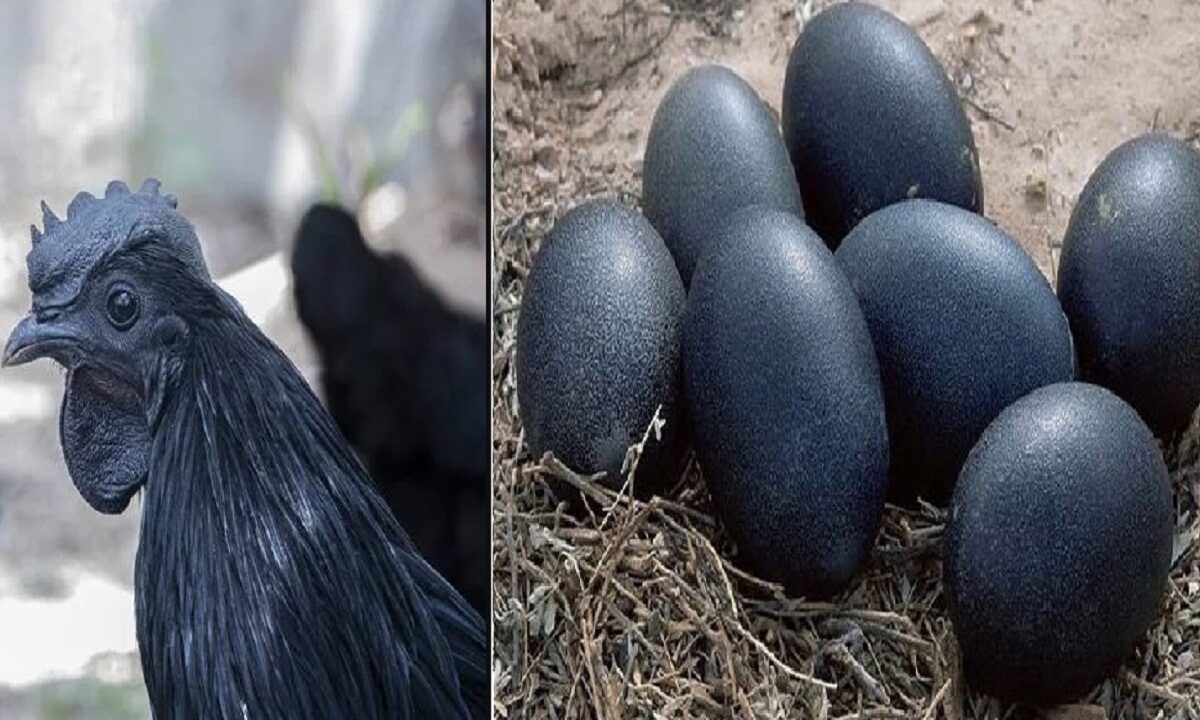 kadaknath chicken farming