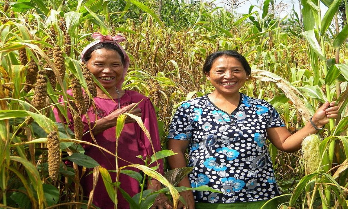 millet cultivation