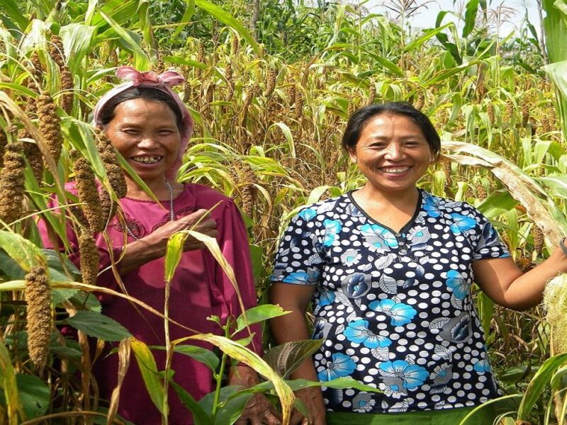 millet cultivation