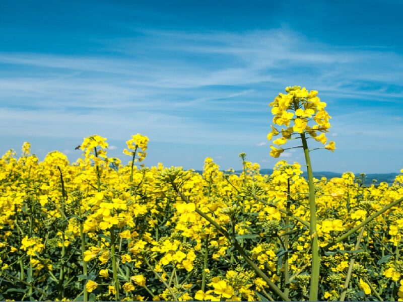 mustard farming