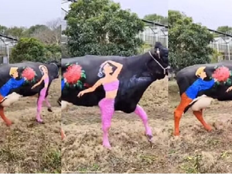 painting-on-cow-back-for-valentines-day-video-goes-viral