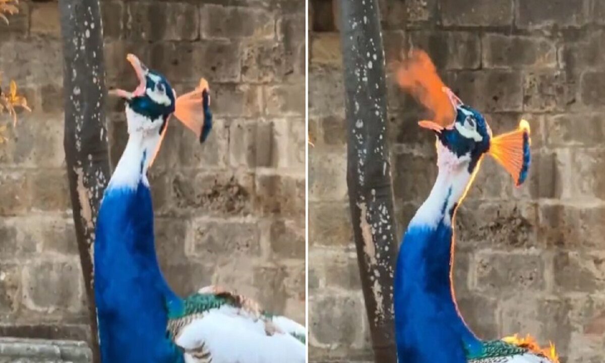 Video of peacock spewing fire surfaced