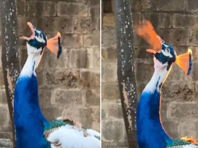 Video of peacock spewing fire surfaced