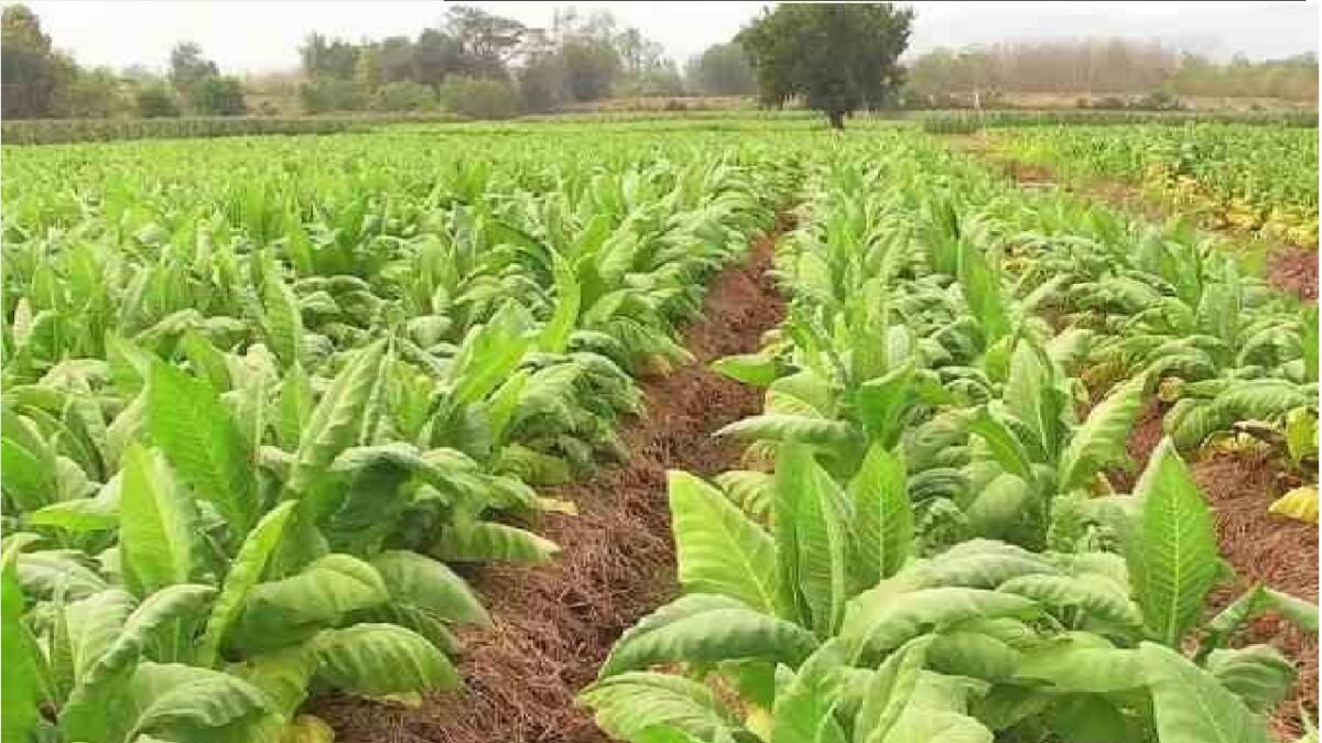 tobacco cultivation in india