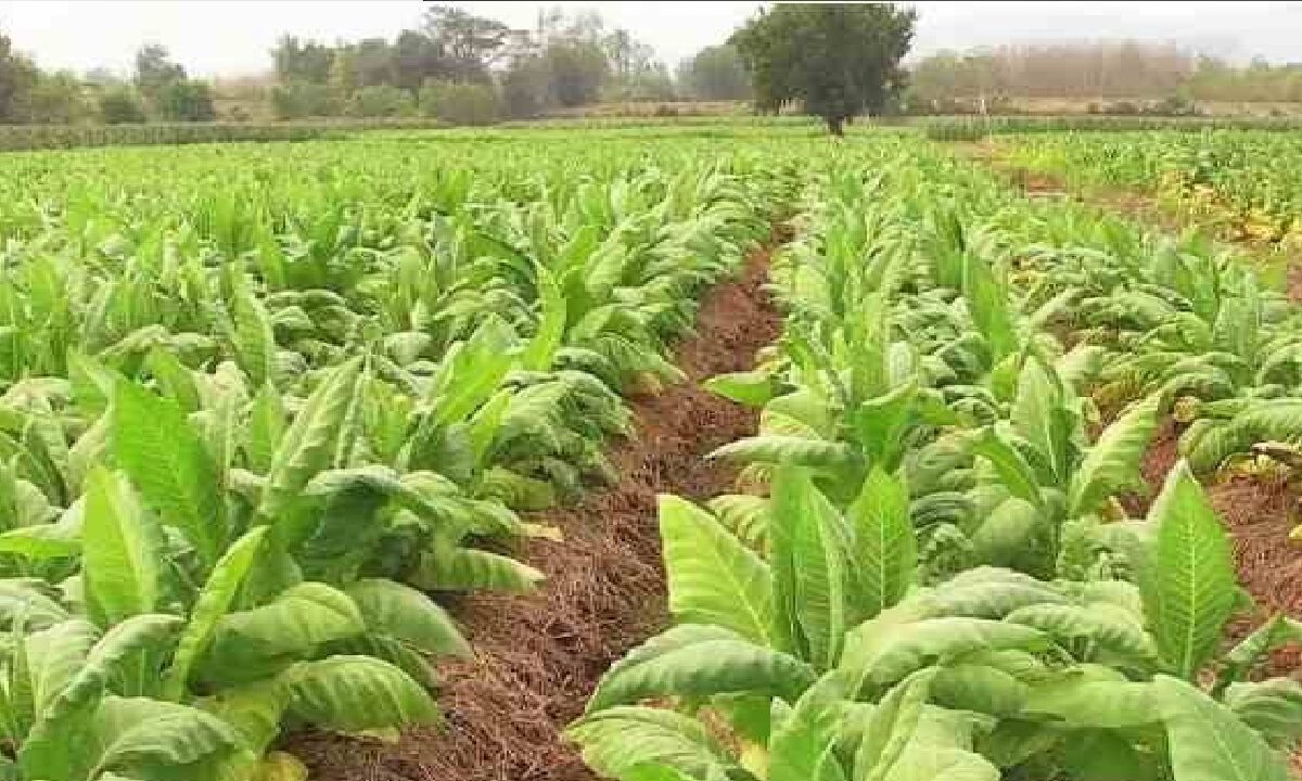 tobacco cultivation in india