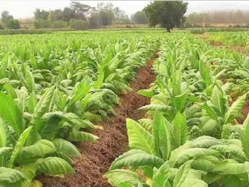 tobacco cultivation in india