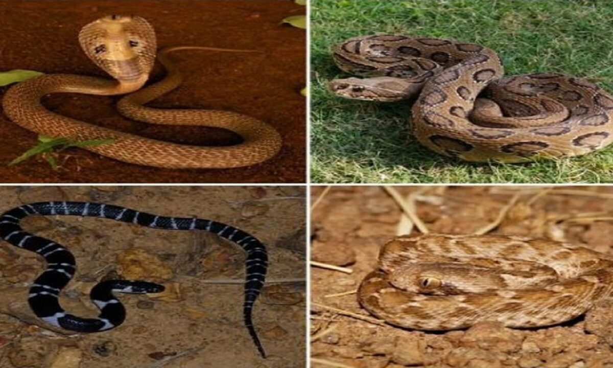 4 dangerous snakes of India