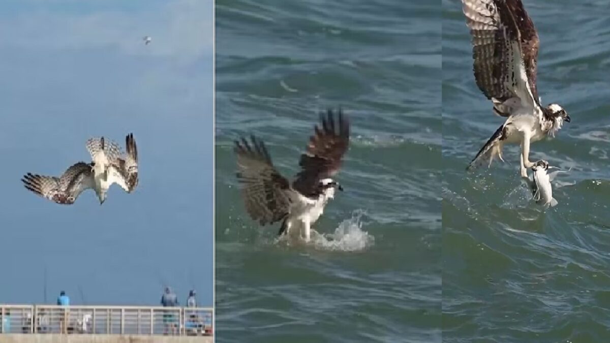 Bird dive in water to hunt fish