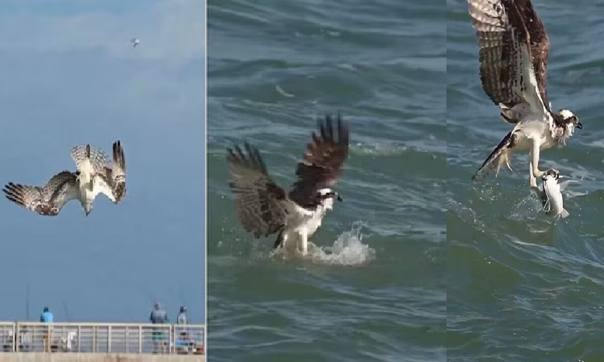 Bird dive in water to hunt fish