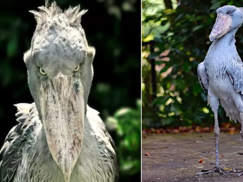 Shoebill Storks