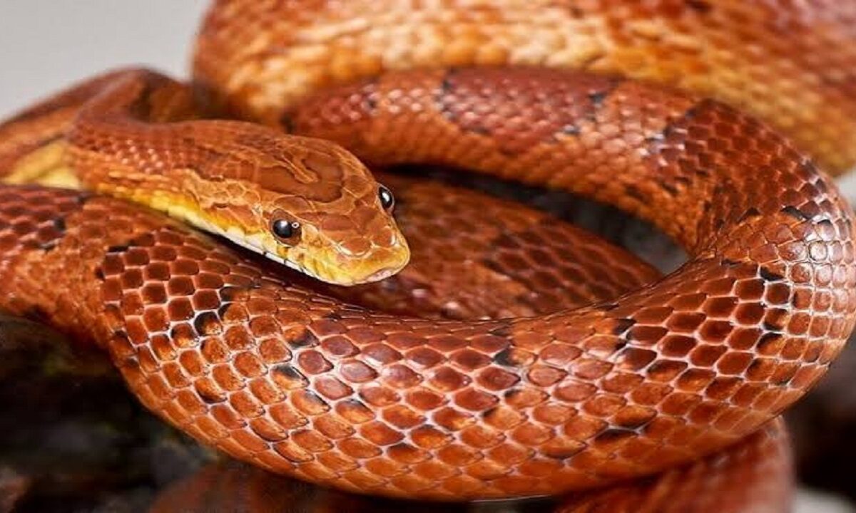 corn snake