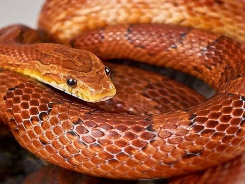 corn snake