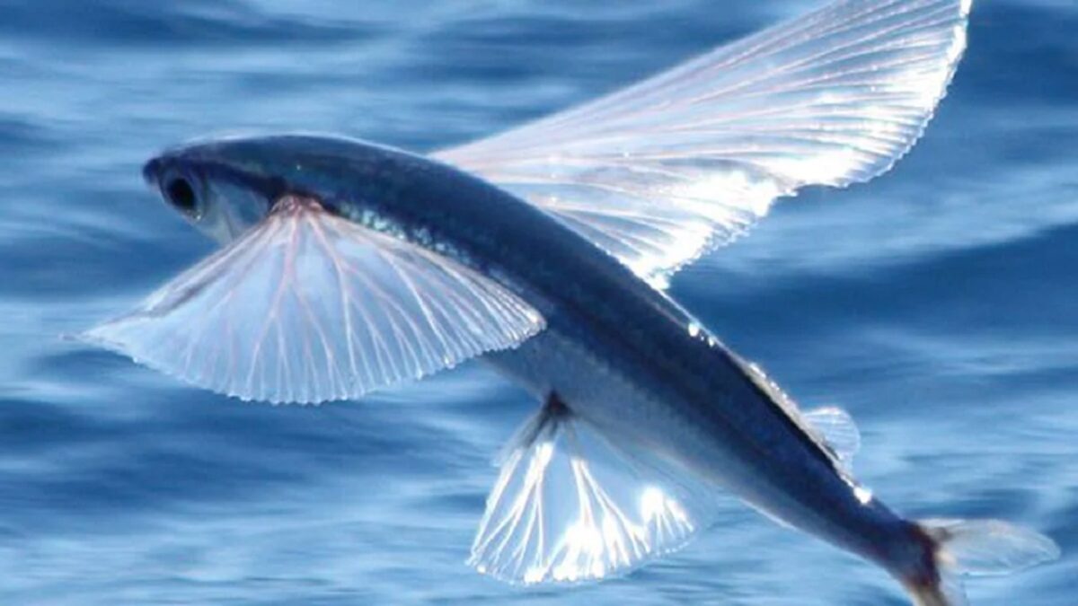 fish flying