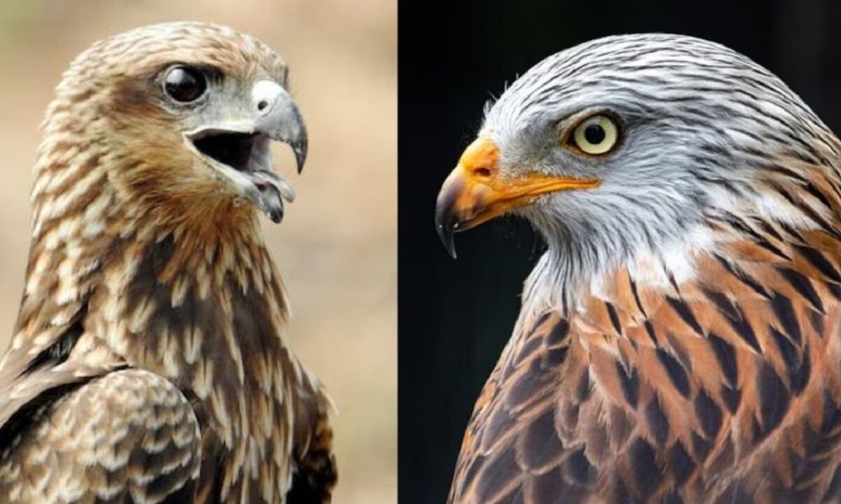 hawk vs kite difference