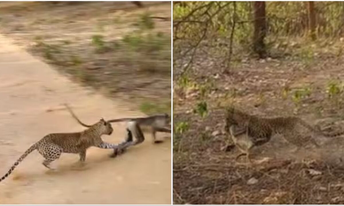 leopard hunts monkey