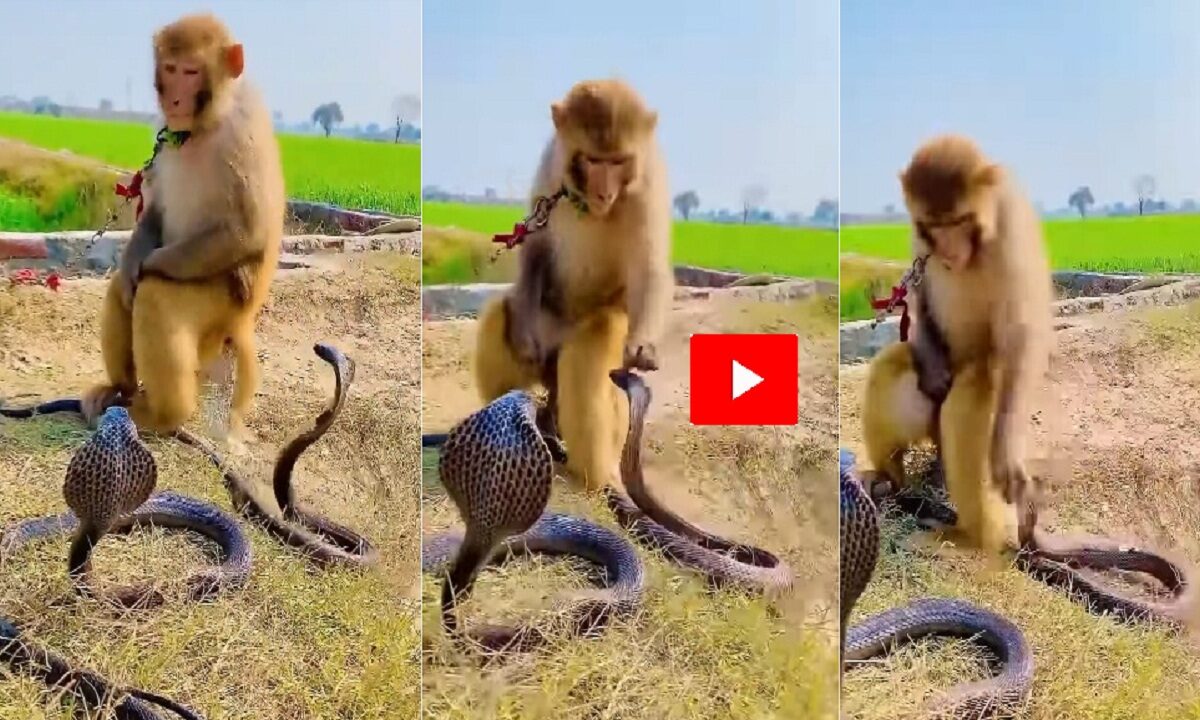 monkey and snake fight video