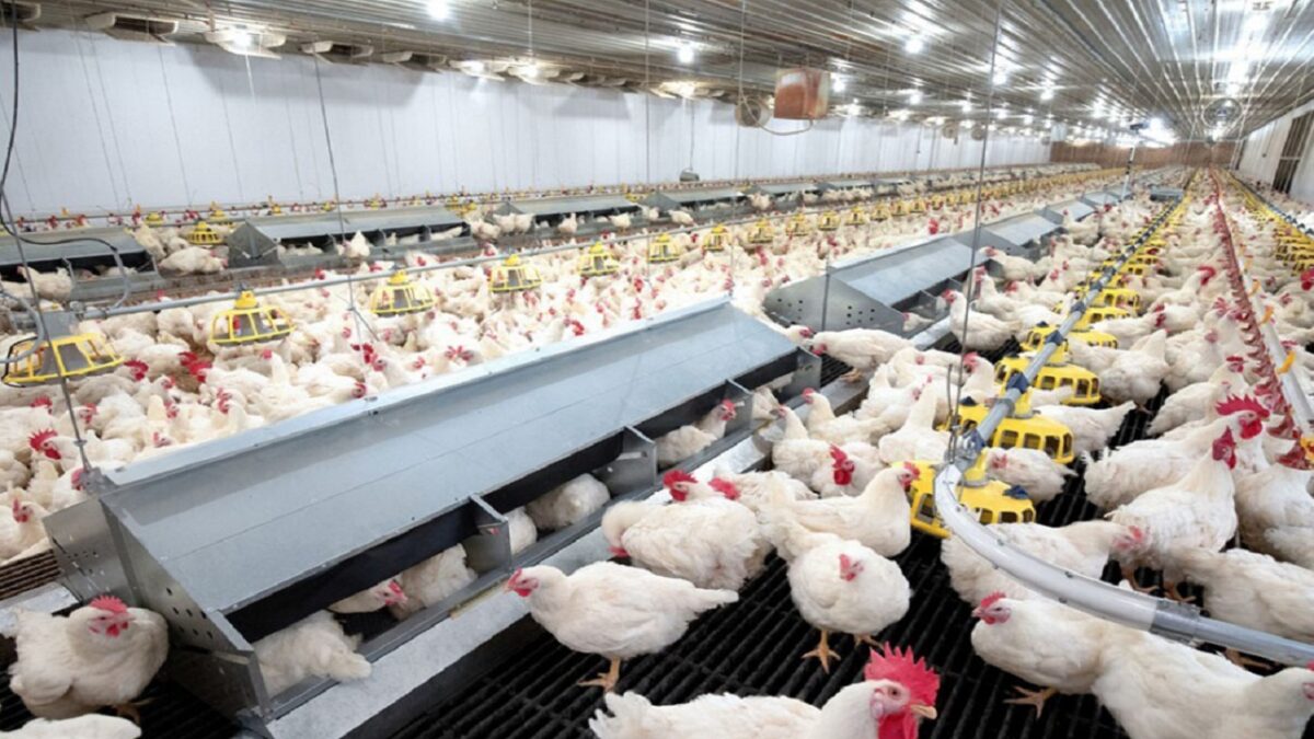 poultry farming