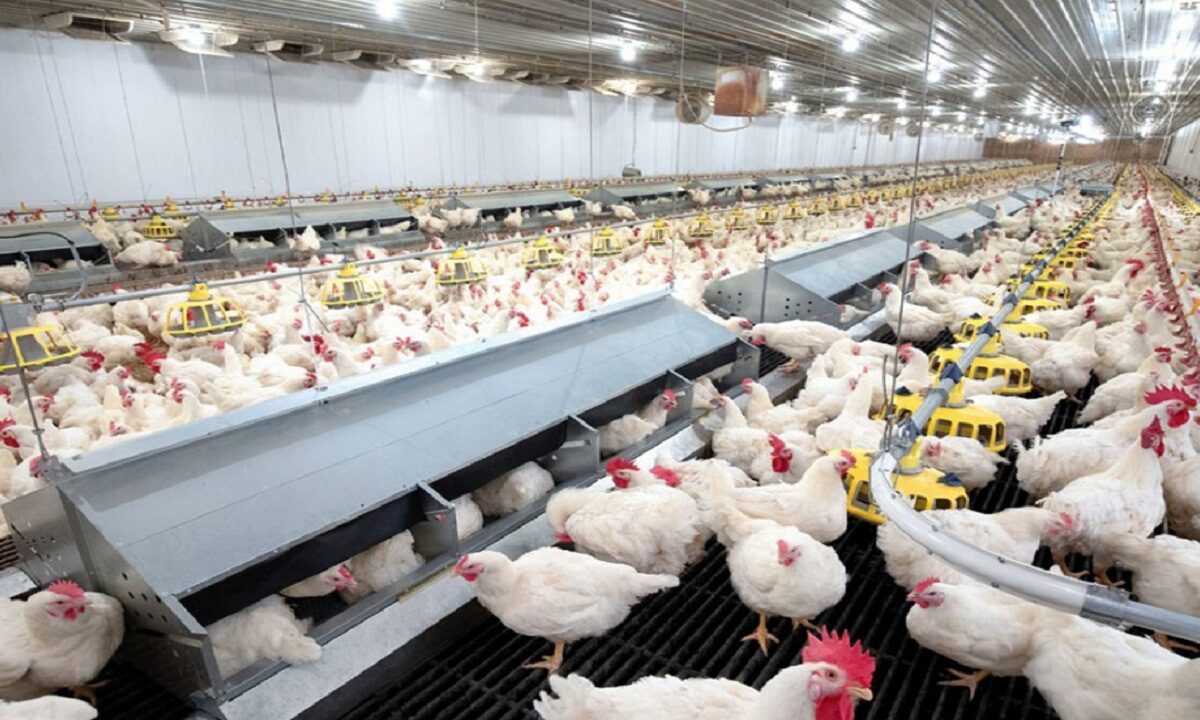 poultry farming