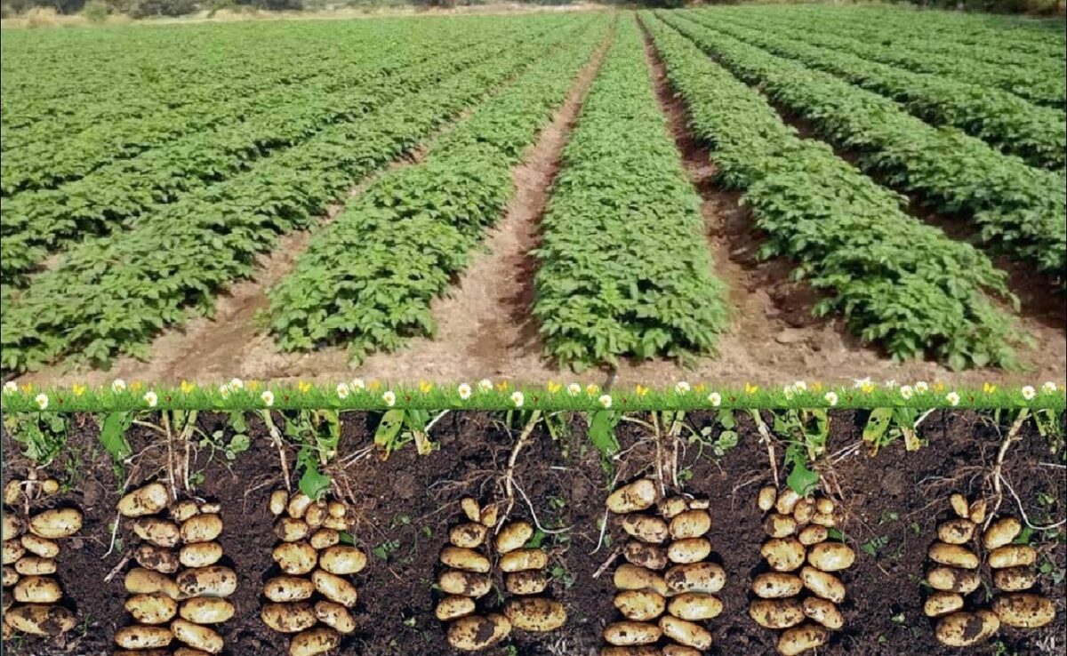 varieties of potatoes