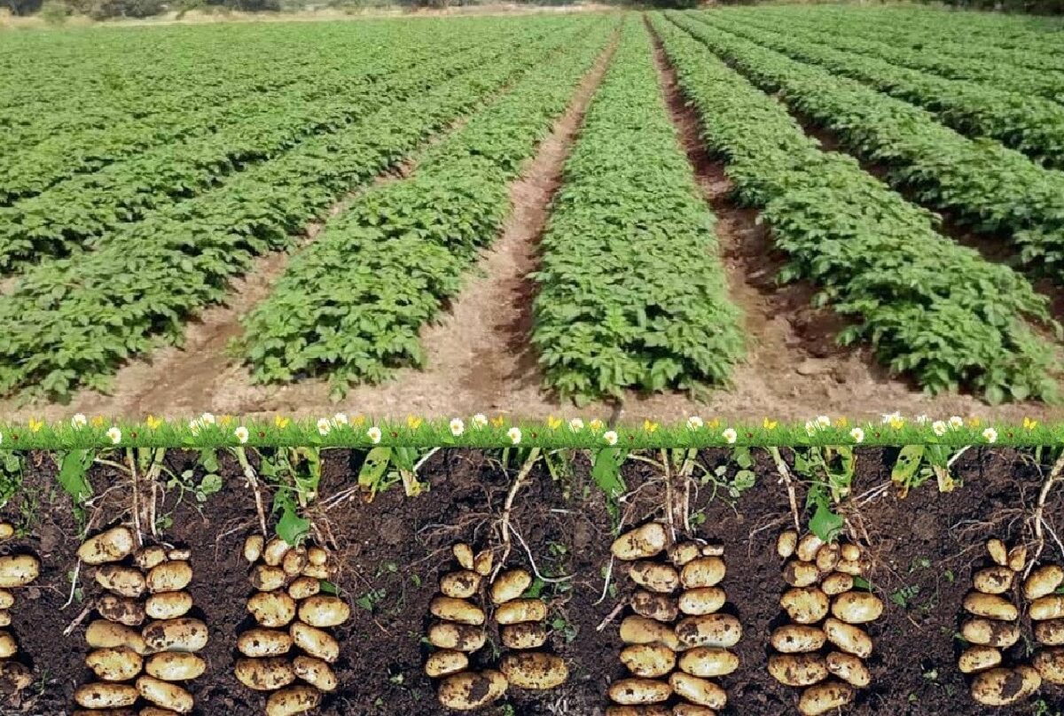 varieties of potatoes