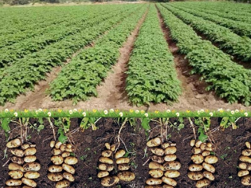 varieties of potatoes