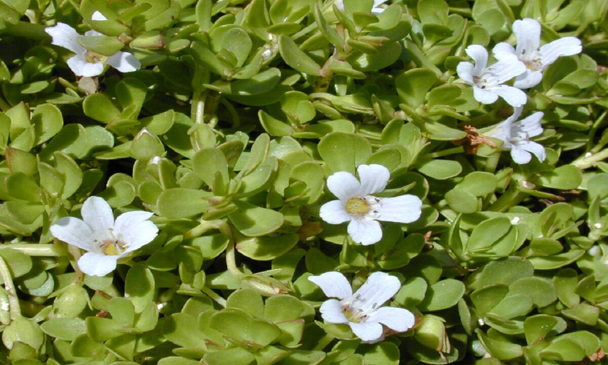 Brahmi vegetable