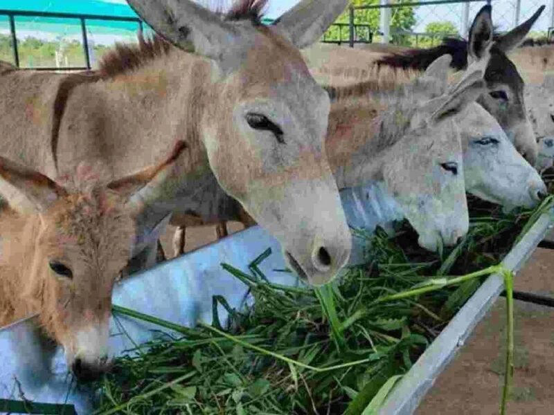 Donkey Milk Business