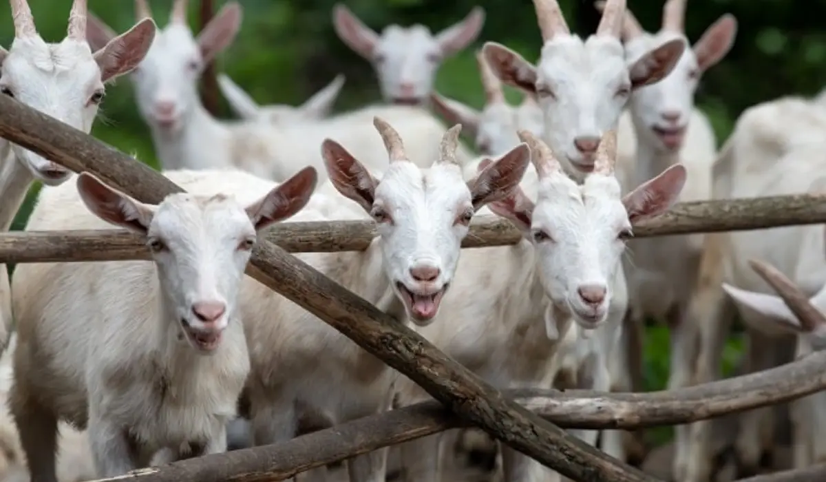 Goat Farming Tips