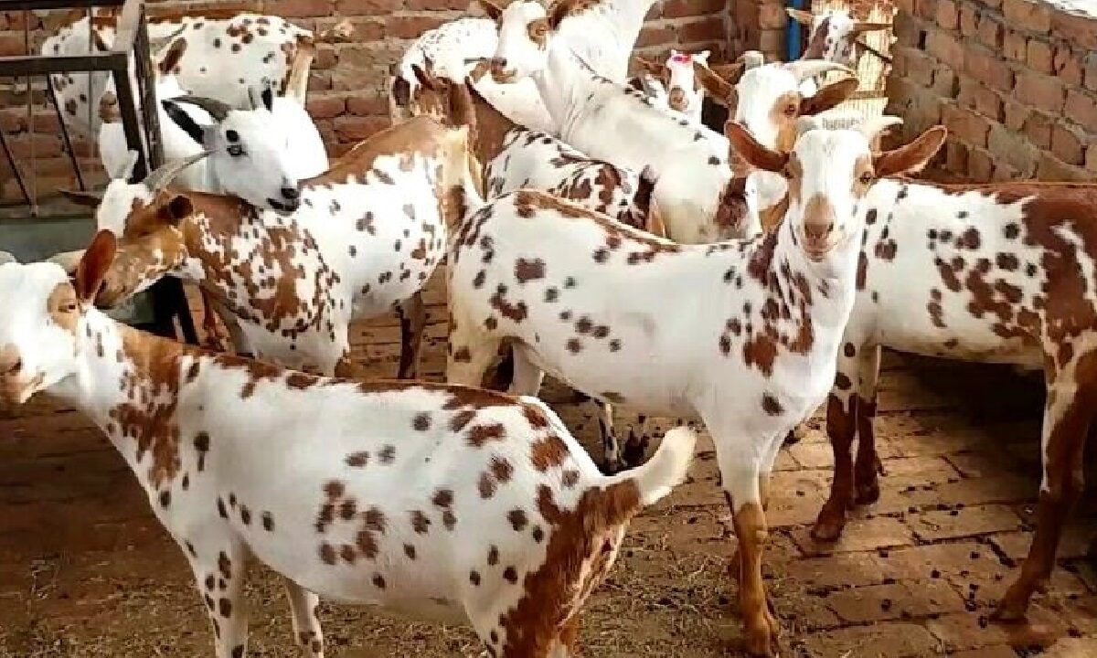 Goat Rearing Subsidy