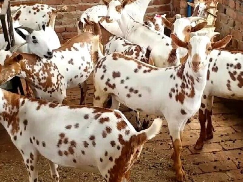 Goat Rearing Subsidy