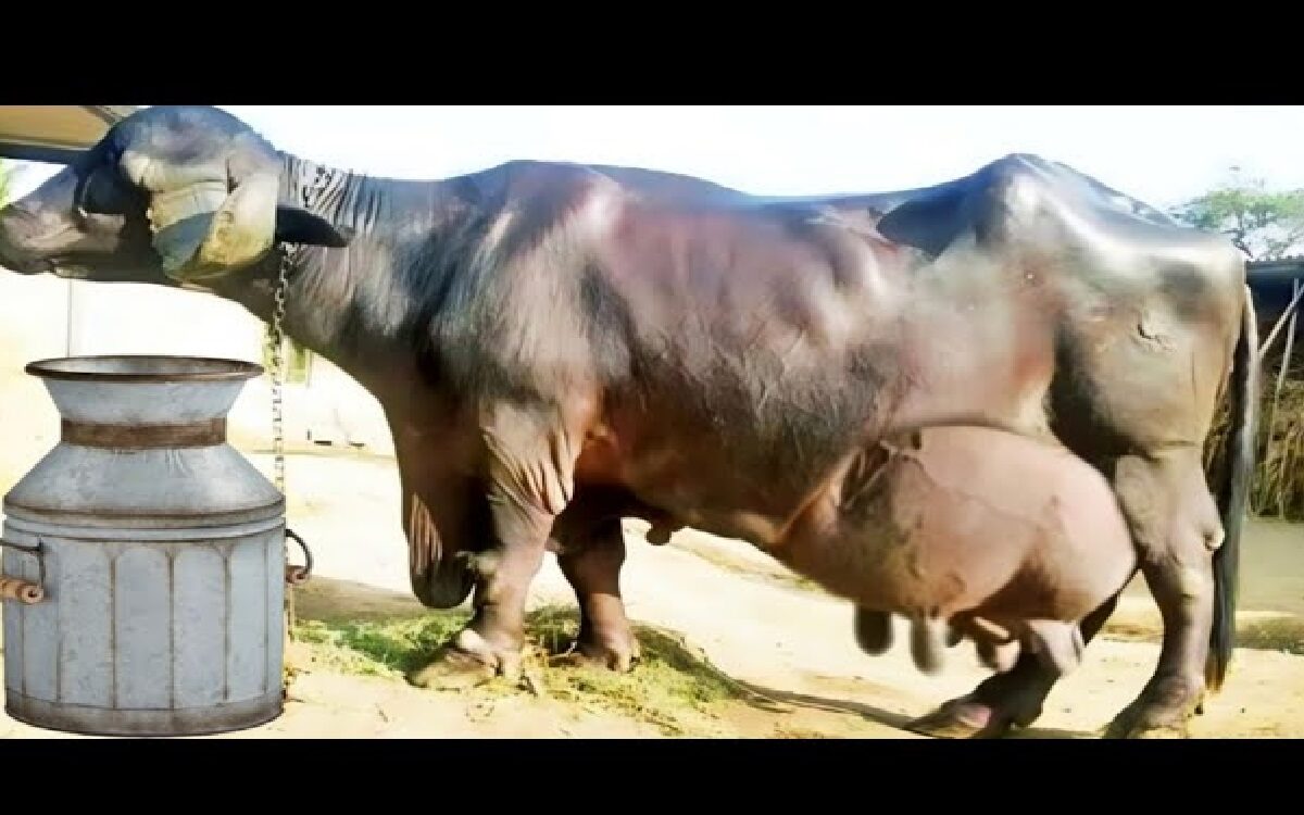 JAFARABADI BUFFALO