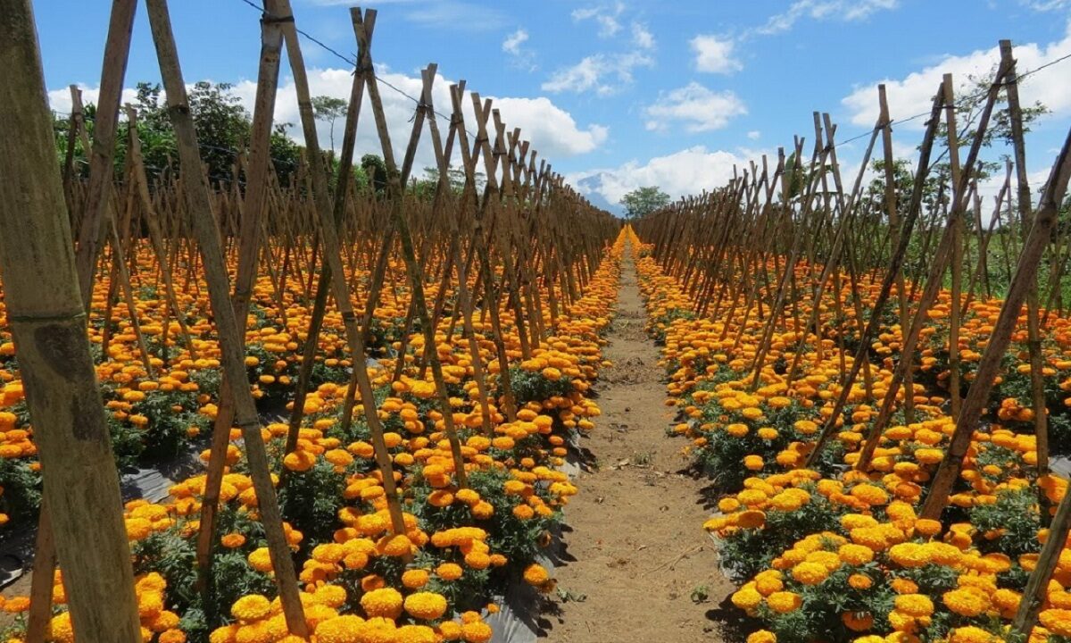 Marigold cultivation