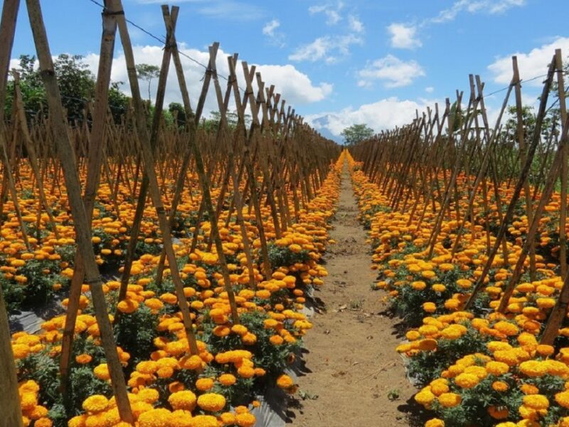 Marigold cultivation