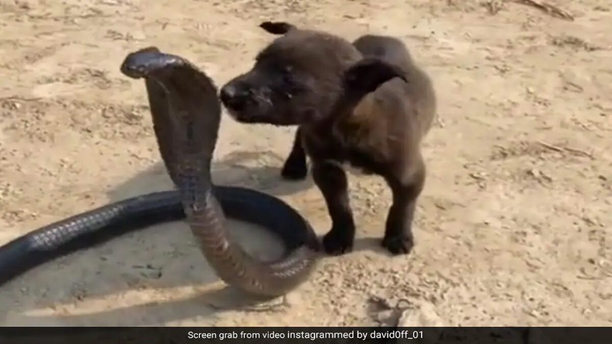 Puppy and King Cobra video