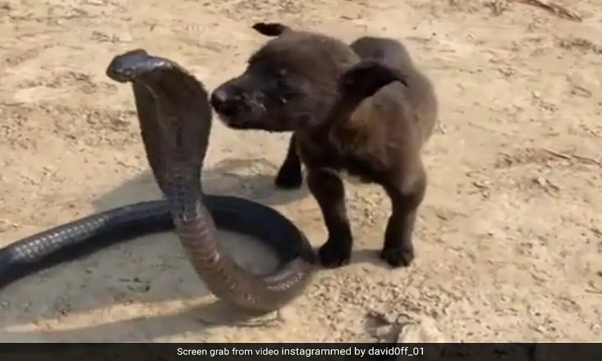 Puppy and King Cobra video