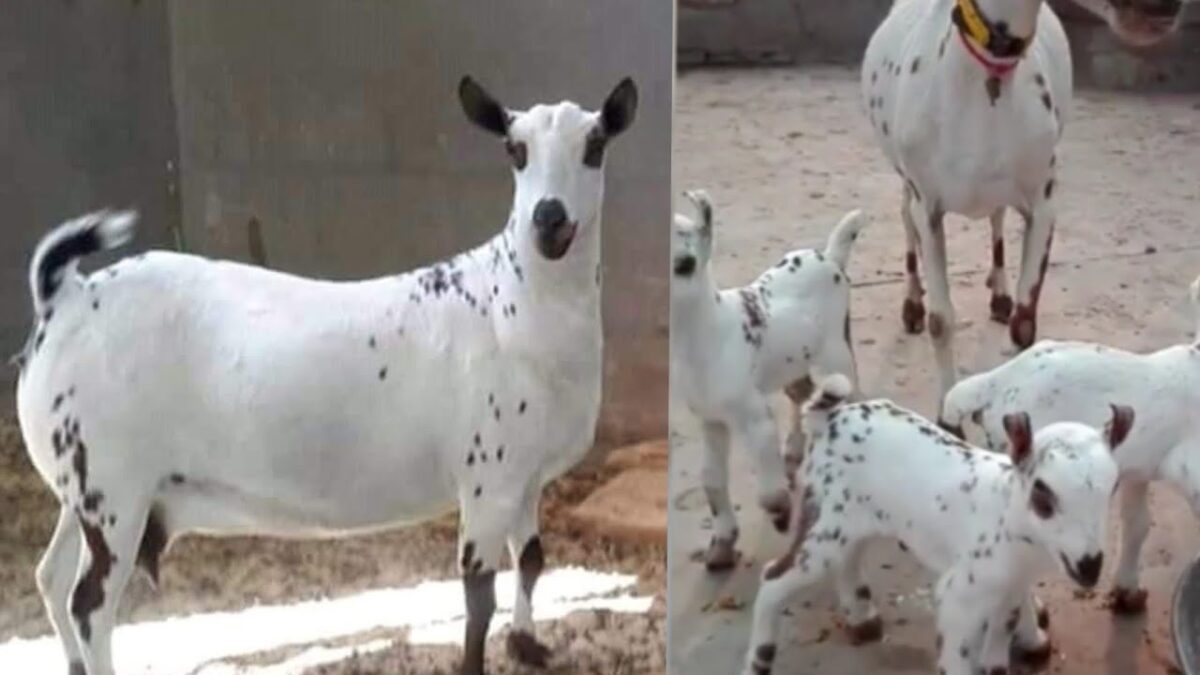 barbari goat breed