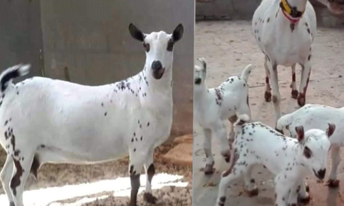 barbari goat breed