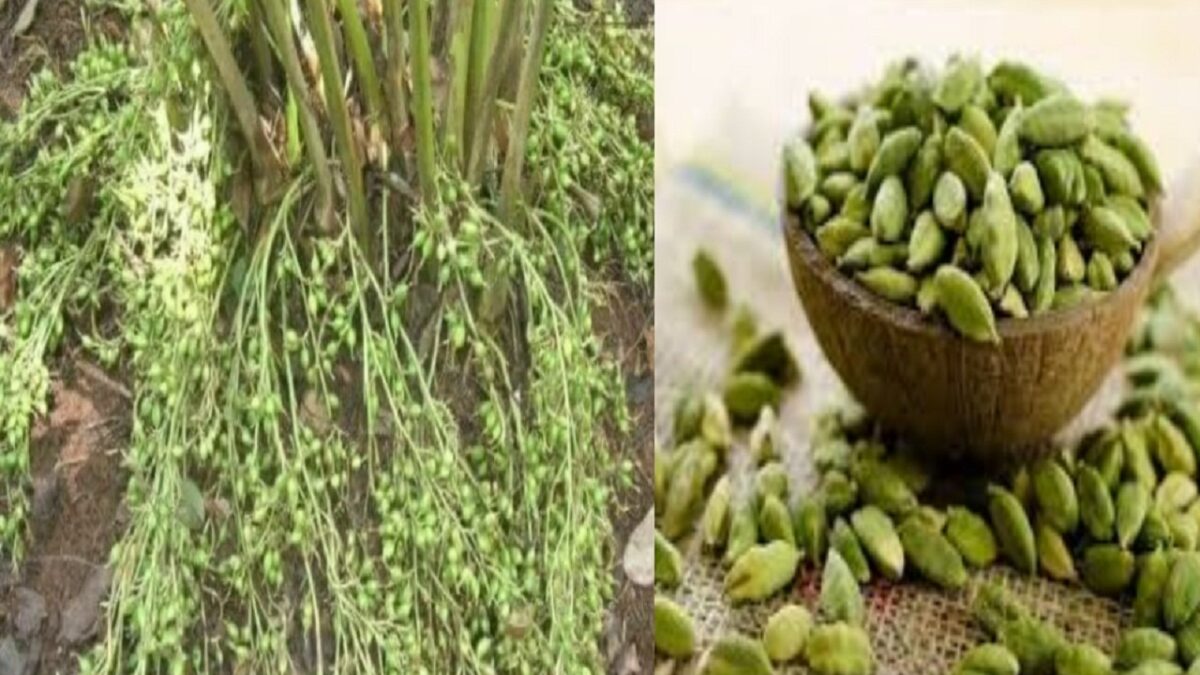 cardamom cultivation