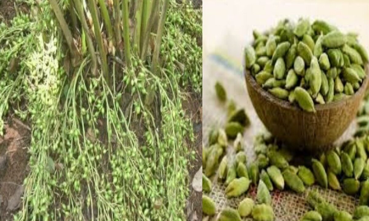 cardamom cultivation