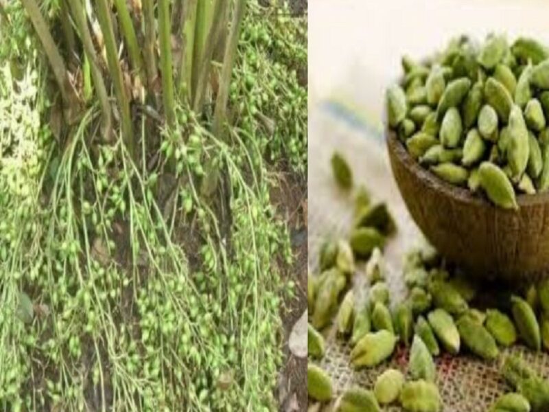 cardamom cultivation