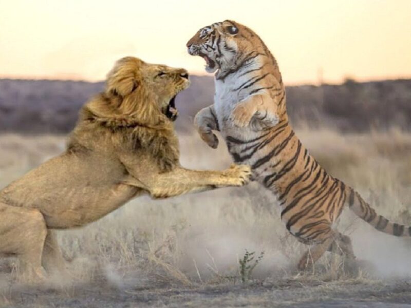 fight between the tiger and the lion