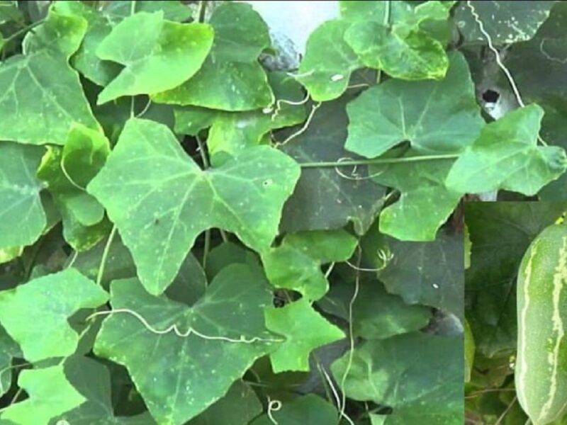 gourd cultivation