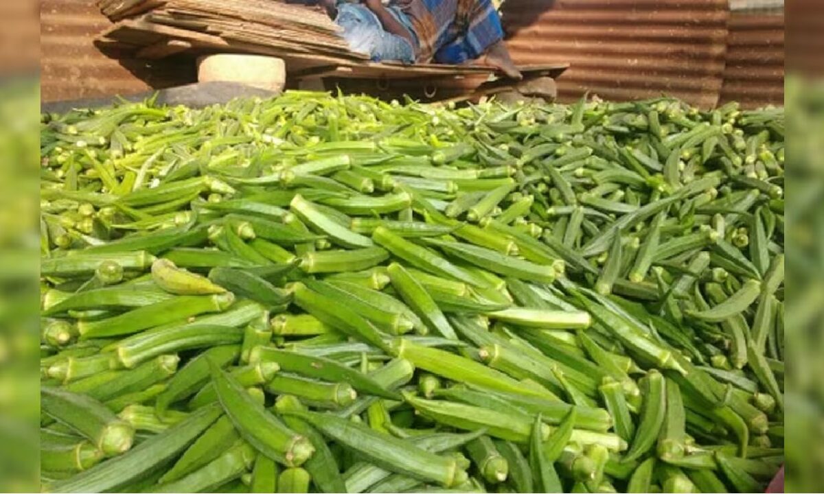 Jaipur Woman Shows Reality Of Green Ladyfingers