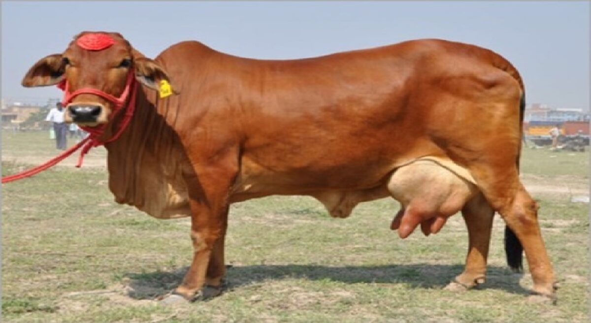 sahiwal cow