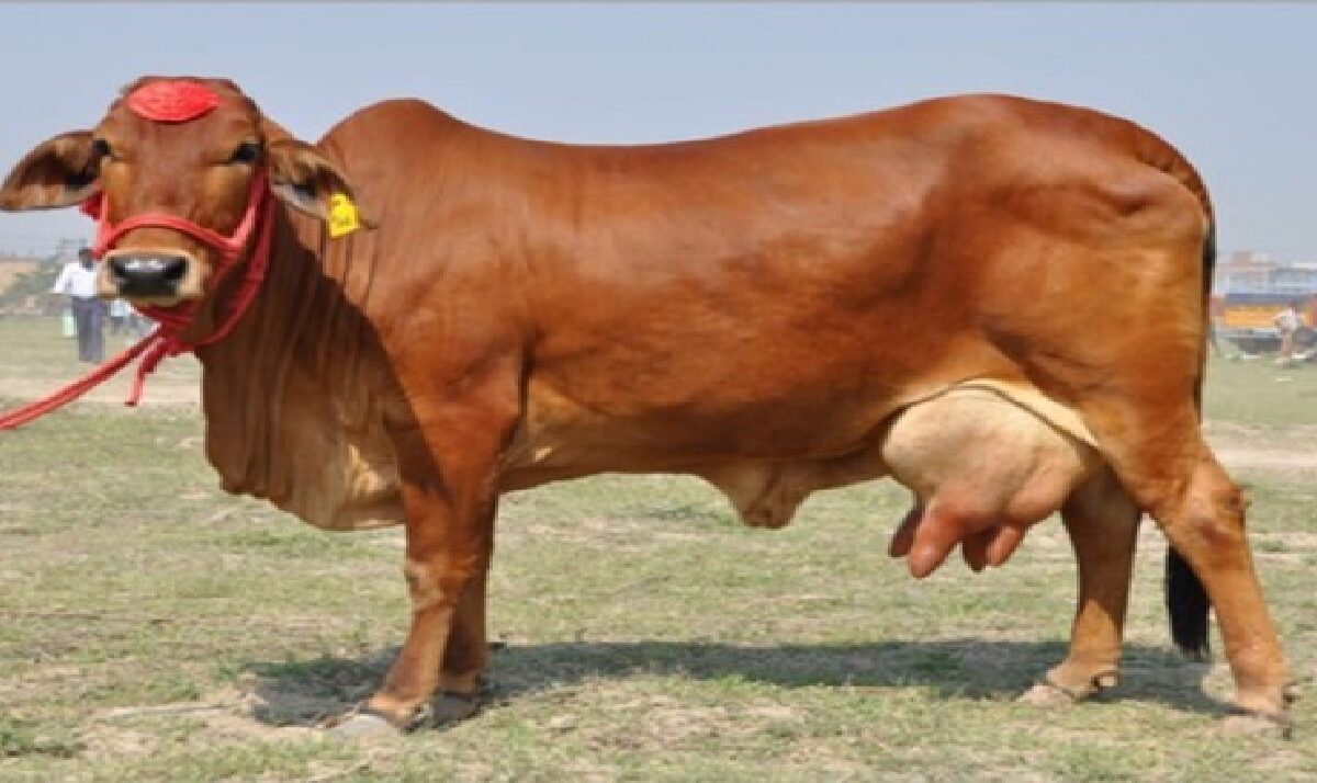 sahiwal cow