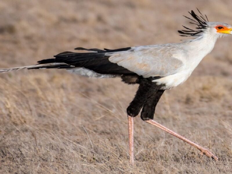 secretary bird