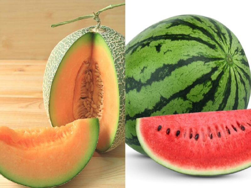 Watermelon VS Muskmelon