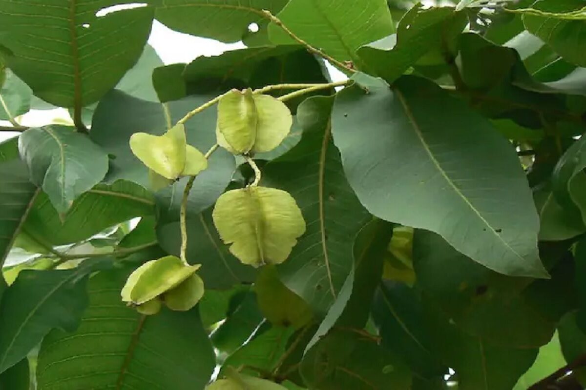 Arjun Fruit Benefits