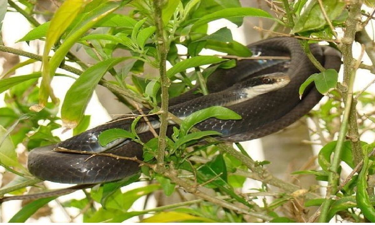 Snakes live on which plants